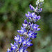 Stony-ground Lupine (Lupinus saxosus)