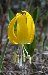 Glacier Lily (Erythronium grandiflorum)