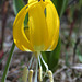 Glacier Lily (Erythronium grandiflorum)