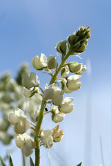 Sickle-keeled Lupine (Lupinus albicaulis)