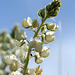 Sickle-keeled Lupine (Lupinus albicaulis)