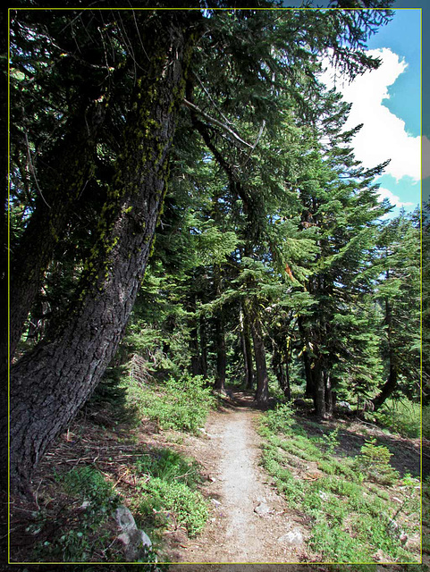 Trail with Overhanging Tree