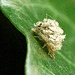 Lacewing Larvae Under Junk