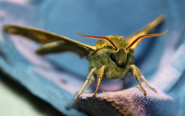 Lime Hawk-moth