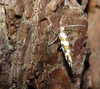 Argyresthia Goedartella