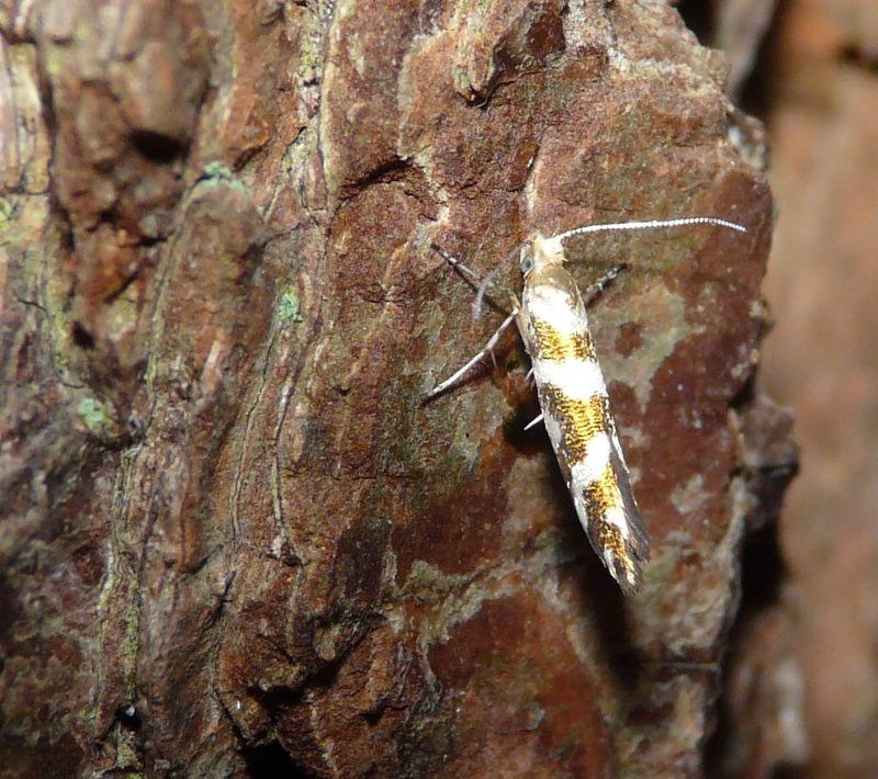 Argyresthia Goedartella