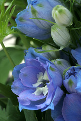 Delphinium hybrid