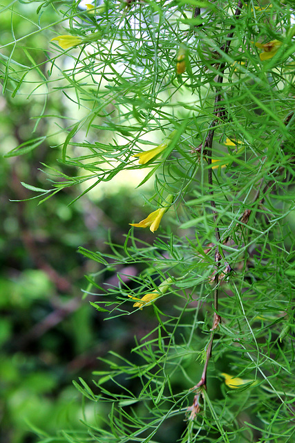 Caragana arborescens 'Walker' Pendula