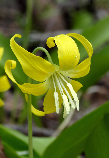 Glacier Lily (Erythronium grandiflorum)