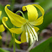 Glacier Lily (Erythronium grandiflorum)