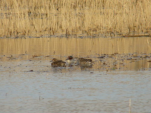 Teal Ducks