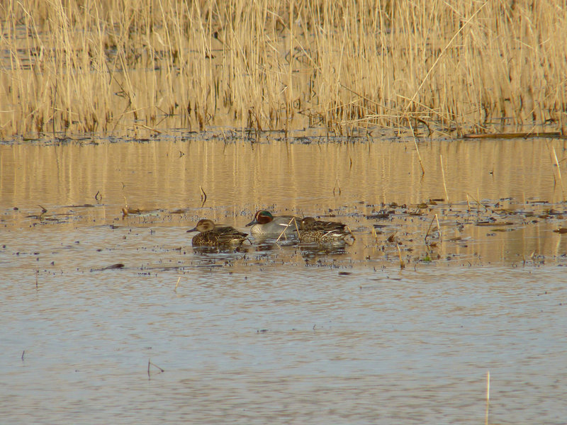 Teal Ducks