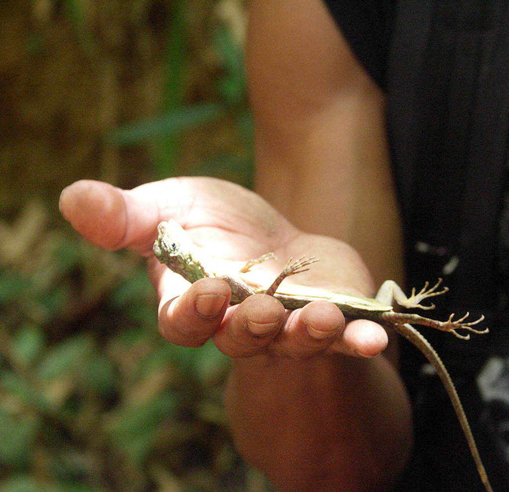 Flying lizard