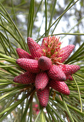 Young Pine Cones