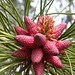 Young Pine Cones