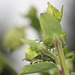 Rain on Aquilegia