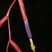 Tillandsia fuchsii var. fuchsii