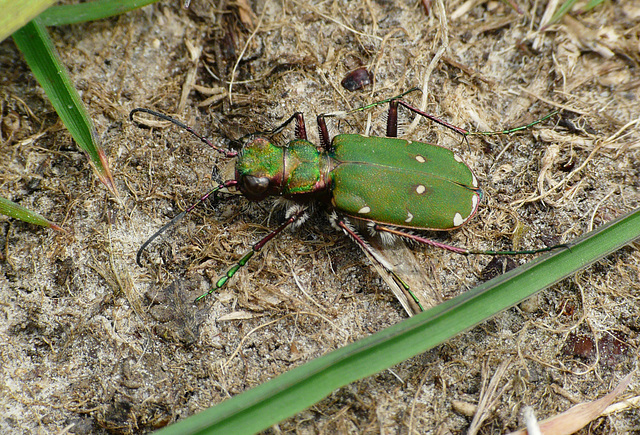 Tiger Beetle @ HCP