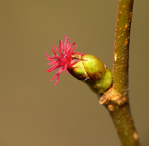 Common Hazel Flower