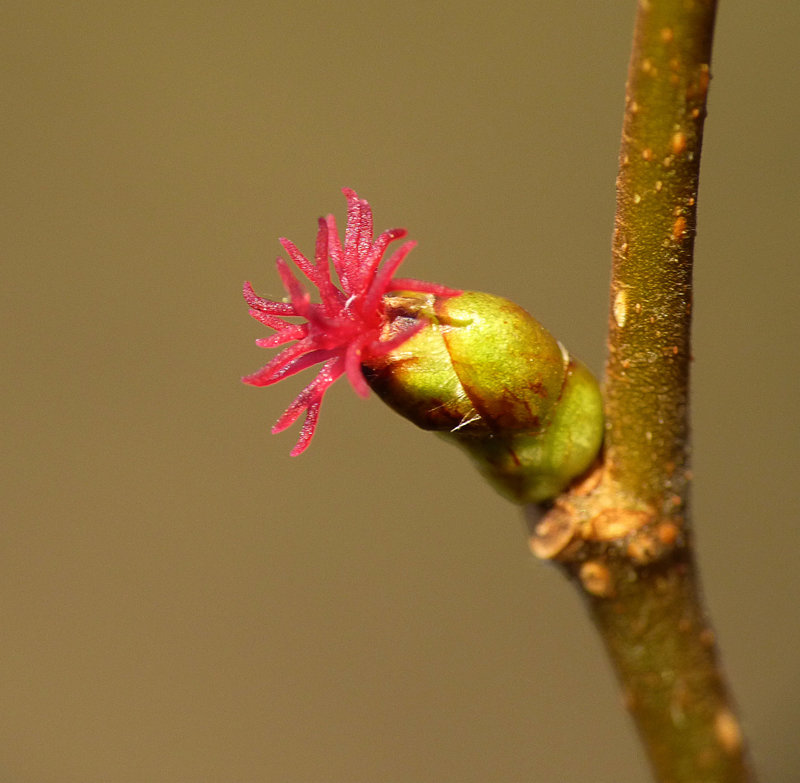 Common Hazel Flower