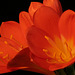 Kaffir Lily (Clivia miniata)