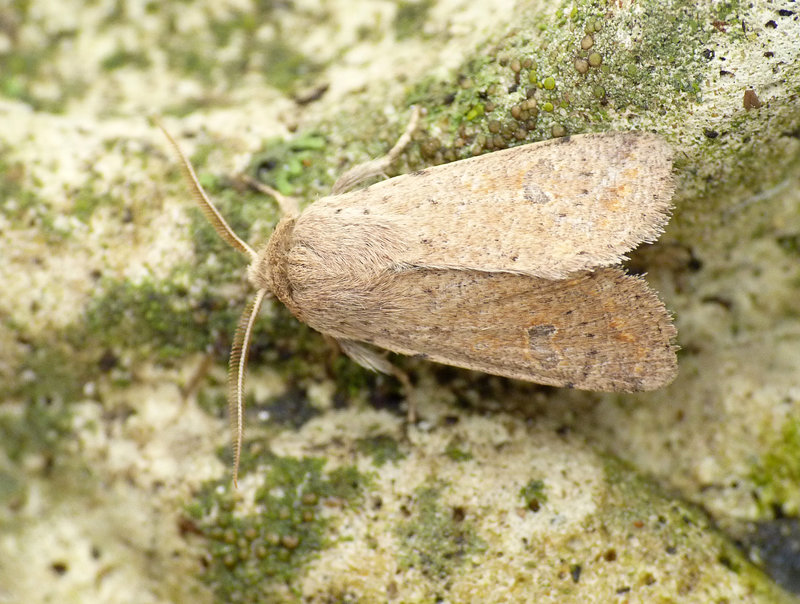 Small Quaker