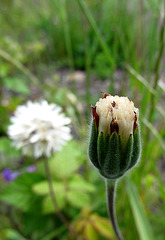 Blow-Wives Forming Seedhead
