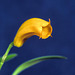 Masdevallia mendozae