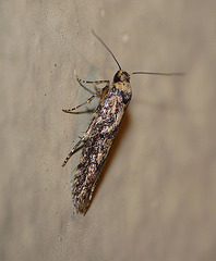 Blastobasis Adustella -Side