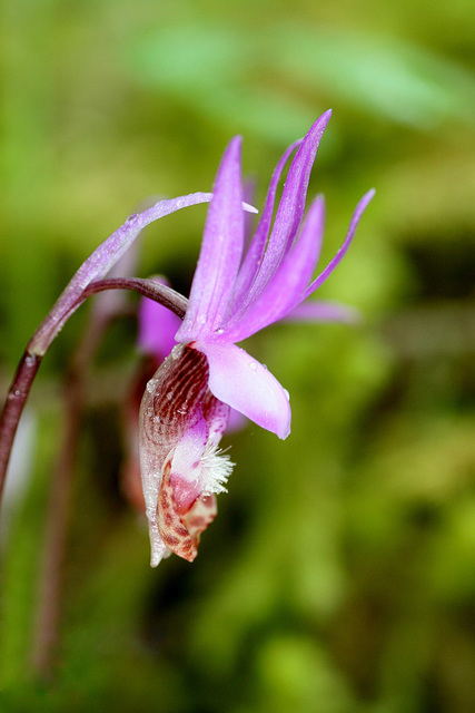 Western Fairy Slipper (Calypso bulbosa var. occidentalis)