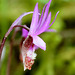 Western Fairy Slipper (Calypso bulbosa var. occidentalis)