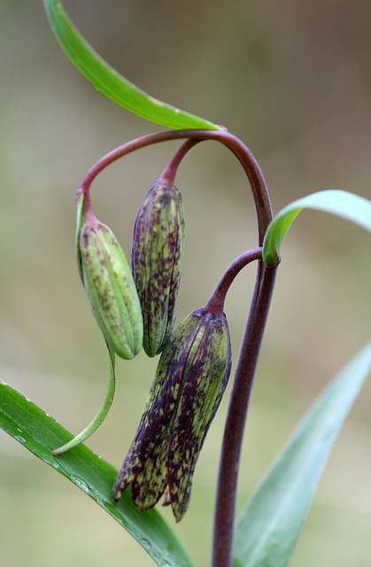 Checker Lily (Fritillaria affinis)