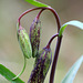 Checker Lily (Fritillaria affinis)