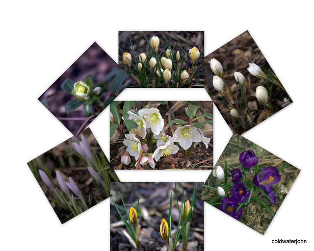 Spring comes to the courtyard