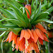 Fritillaria imperialis