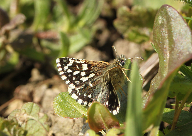 Grizzled Skipper ab. intermedia