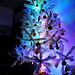 Xmas tree 2012 016