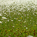 Oxeye Daisy's as Far as You Can See...
