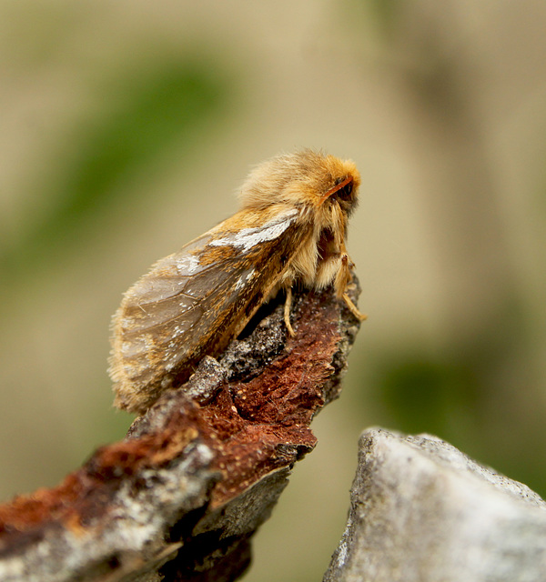 Common Swift