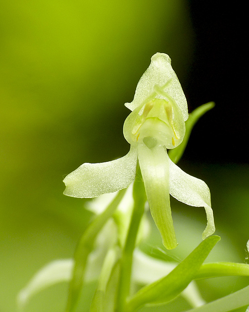 Greater Butterfly Orchid