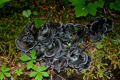 Blue Chanterelle (Polyozellus multiplex)