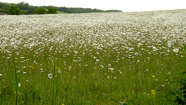 Long Field Farm