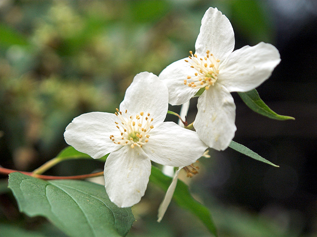 O-White flowers 1