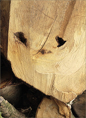 Tête de bois