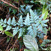 Blue fern