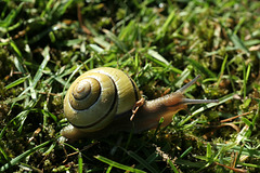 Grovesnail (Cepaea nemoralis)