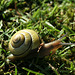 Grovesnail (Cepaea nemoralis)