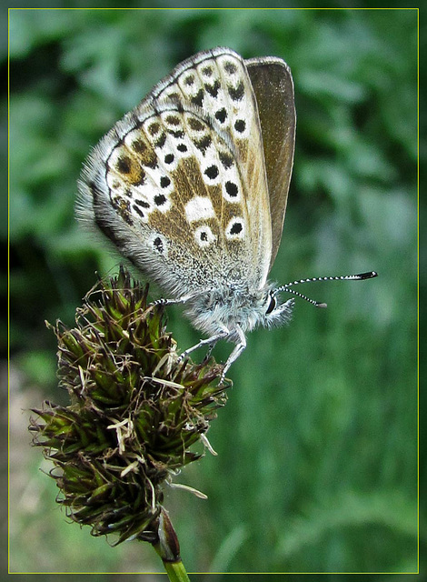 Awesome Butterfly