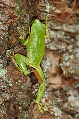 Pacific Tree Frog (Pseudacris regilla)