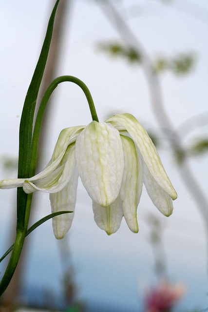 Fritillaria x hybrida